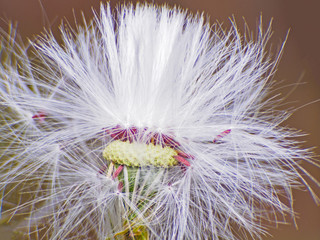 Beautiful white dandelion flowers close-up and macro.