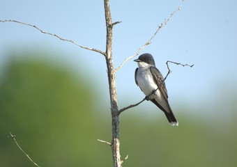 Perched Eastern Kingbird