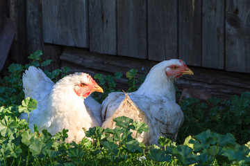 chickens sit resting in the green grass in the shade