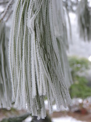 Frozen pine needles with tiny ice crystals in the nature.  Taken in Karlsruhe.