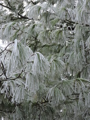 Frozen pine needles with tiny ice crystals in the nature.  Taken in Karlsruhe.