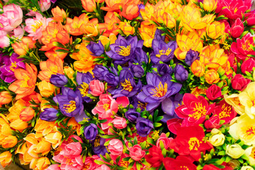 bouquet of colorful multicolored colorful flowers as background