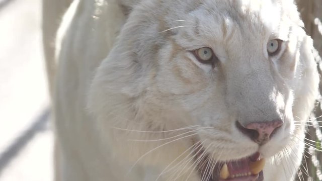 white lion closeup