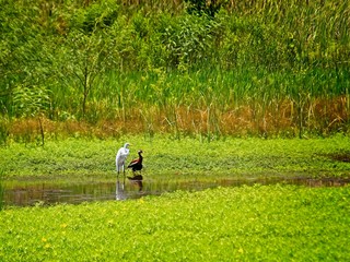 Two Birds By Water