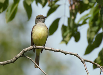 Great Crested Flycatcher