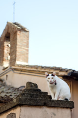 A beautiful white cat sits and watches the passersby. Castel Gandolfo. Italy.