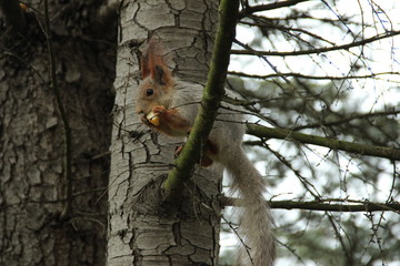 squirrel on tree