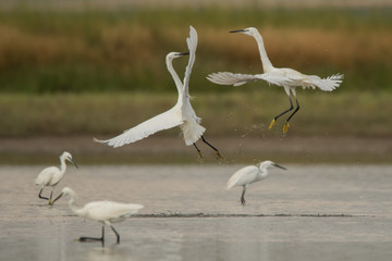 Little Egret / Egretta garzetta