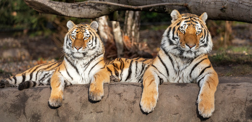 Relaxed pair of Siberian tiger (Panthera tigris altaica)