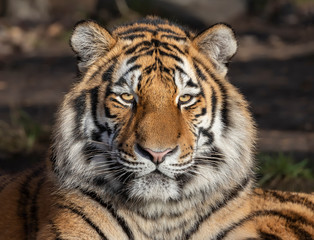 Fototapeta na wymiar Head of a Siberian tiger (Panthera tigris altaica)