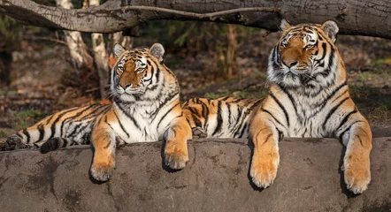 No drill blackout roller blinds Tiger Pair of  Siberian tiger (Panthera tigris altaica)