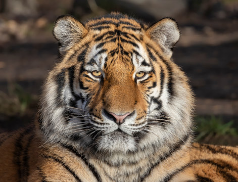 Head of a Siberian tiger (Panthera tigris altaica)