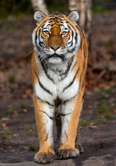 Close up view of a standing Siberian tiger (Panthera tigris altaica)
