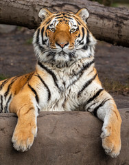 Fototapeta premium Zamknij się widok zrelaksowanego tygrysa syberyjskiego (Panthera tigris altaica)
