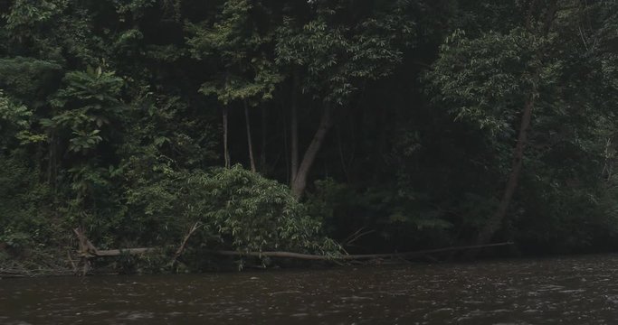 Flussufer im Dschungel