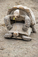 Tortue géante des Seychelles