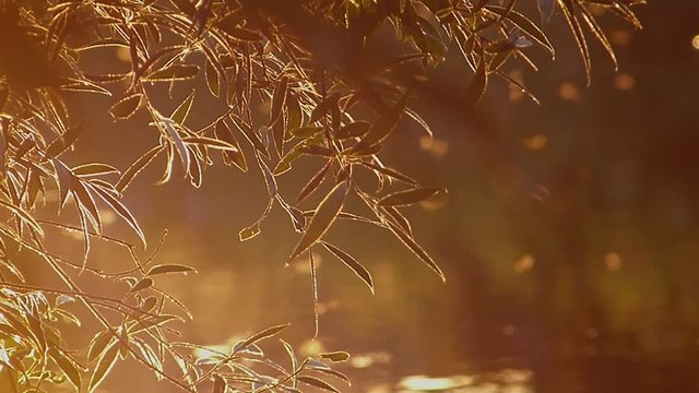 Backlight shot of slowly fowing water and dancing mosquitos in sunset