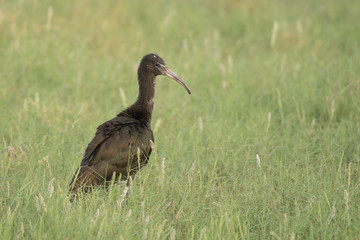 Glossy Ibis / Plegadis falcinellus