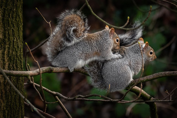 two grey squirrels playing on a tree