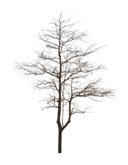 Dead tree has no leaves on a white background. Not taken care Not enough water. Make a perennial tree die.Dead trees in bad environment.