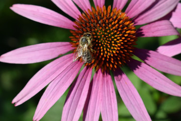 Bee on Echinacea purpurea flowers