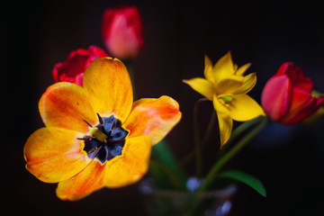 Obraz na płótnie Canvas tulips on black background