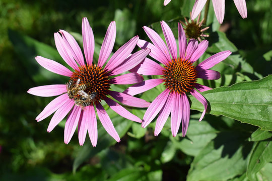 Bees on Echinacea purpurea flowers