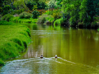 Ducks on Whitianga Stream