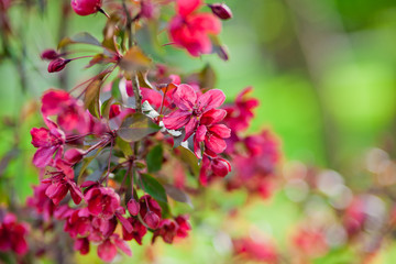 pink flowers in garden