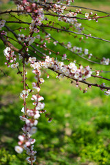 spring is coming