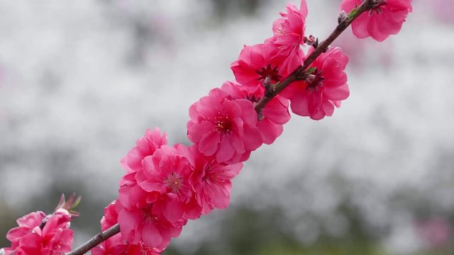天国に一番近い里 満開のハナモモ