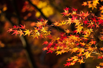 Colorful autumn maple leaf background