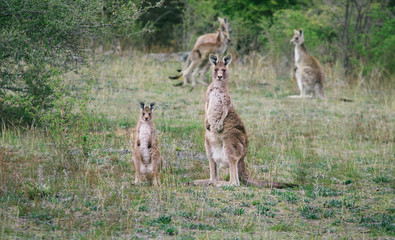 Kangaroos in the wild in Australia	