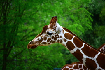 Giraffe