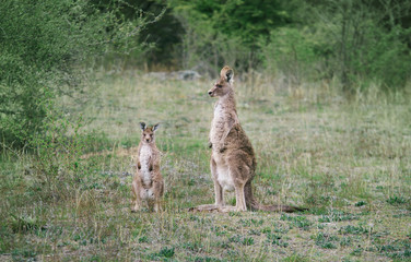 Kangaroos  in the wild in Australia
