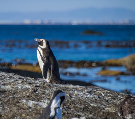 Colony of jackass penguins, boulder beach, Cape Town, South Africa