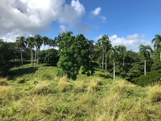 Fototapeta na wymiar Der Dschungel der Dominikanischen Republik mit seinen Palmen und Bäumen