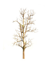 Dead tree has no leaves on a white background. Not taken care Not enough water.