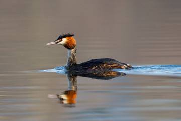 Greater crested grebe swimming on lake with reflection on water,