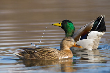 Image of an animal a wild drake and a duck sail on a pond