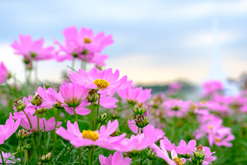 Obraz na płótnie Canvas Pink flowers in field.