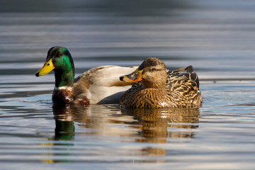 Image of an animal a wild drake and a duck sail on a pond