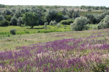 Plakat lavender field/ beautiful summer meadow 