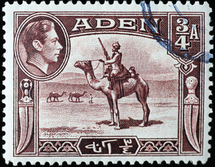 Soldier on dromedary in old stamp of Aden
