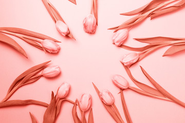 Pink tulips on the pink background. Flat lay, top view.  Valentines background. . Living coral theme - color of the year 2019