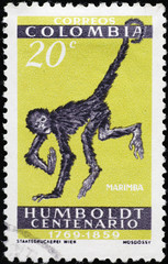 Spider monkey on colombian postage stamp