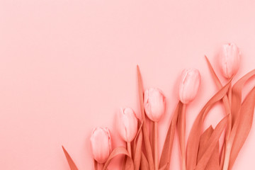 Pink tulips on the pink background. Flat lay, top view.  Valentines background. . Living coral theme - color of the year 2019