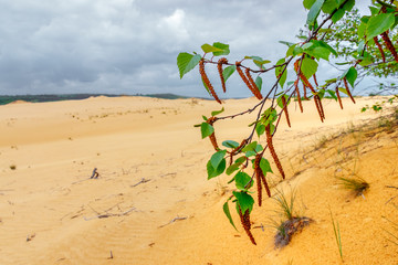 The blossom branch of the male aspen tree (binomial name Populus tremula) in the sandy desert habitat. Rostov-on-Don region, Russia