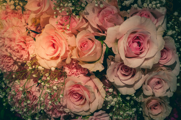 Closeup Blooming Pink roses, beautiful Pink rose with bokeh background.Roses 's symbol of love.