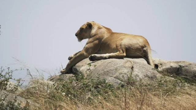4K 60p profile shot of a lioness lying on top of a kopjes at serengeti national park in tanzania